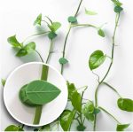 10pcs Invisible Wall Rattan Plant Climbing Clip Hooks – Sticky Wall Vine Holders